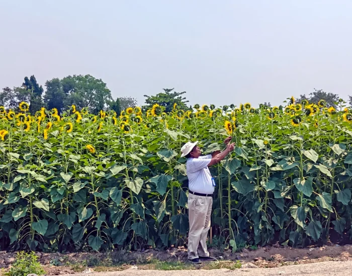 2_sunflower