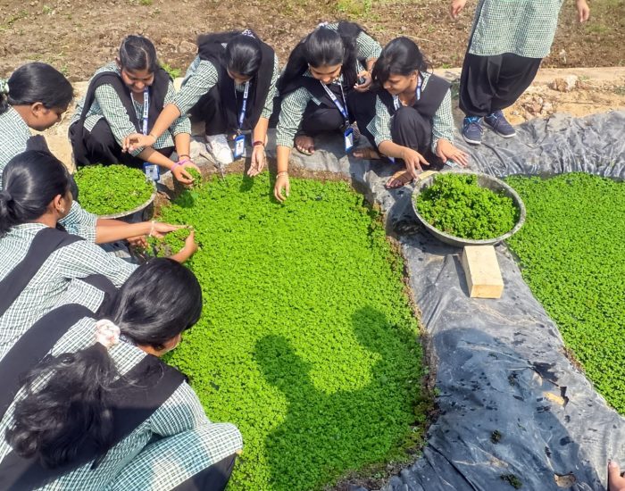 4_Azolla