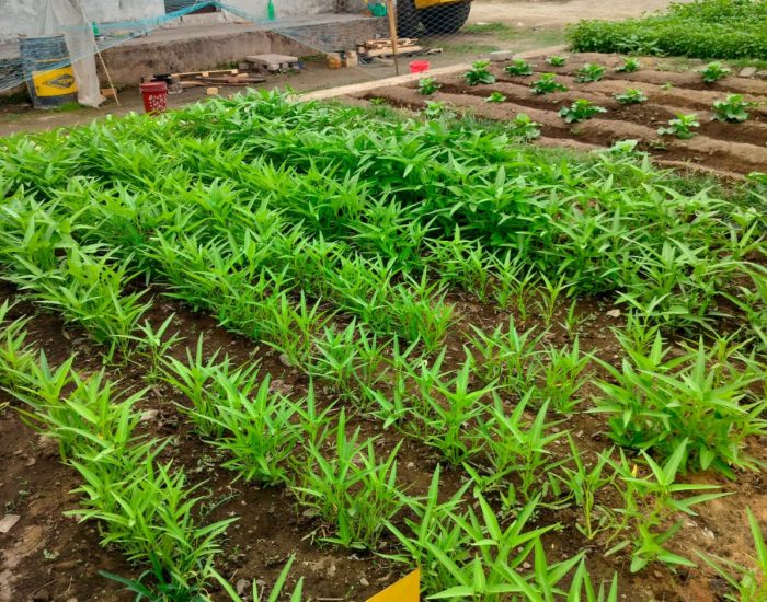 5_water spinach