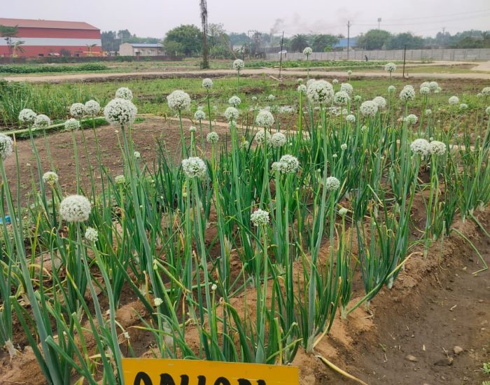 6_Onion