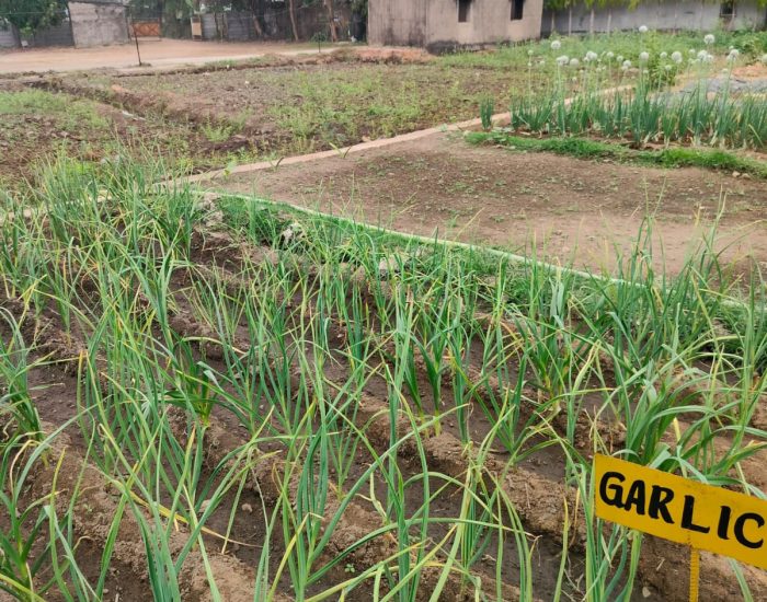 8_Garlic